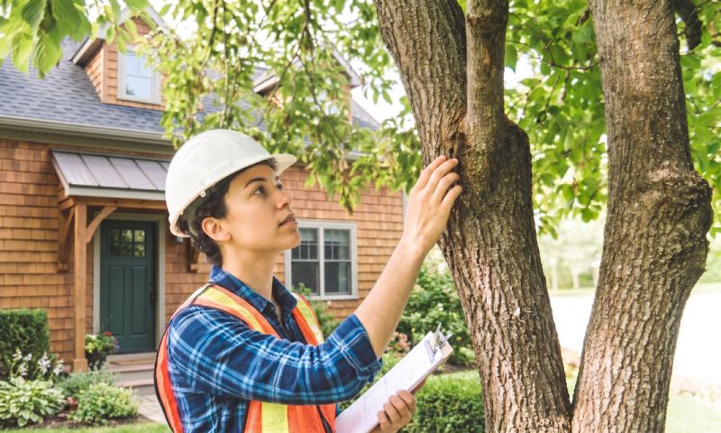 Certified arborist inspecting tree bark for disease